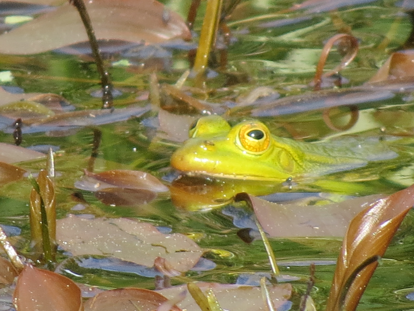 Festival della natura 2023